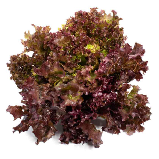 Lechuga crespa morada orgánica orgánica certificada