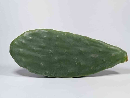 Penca de Nopal